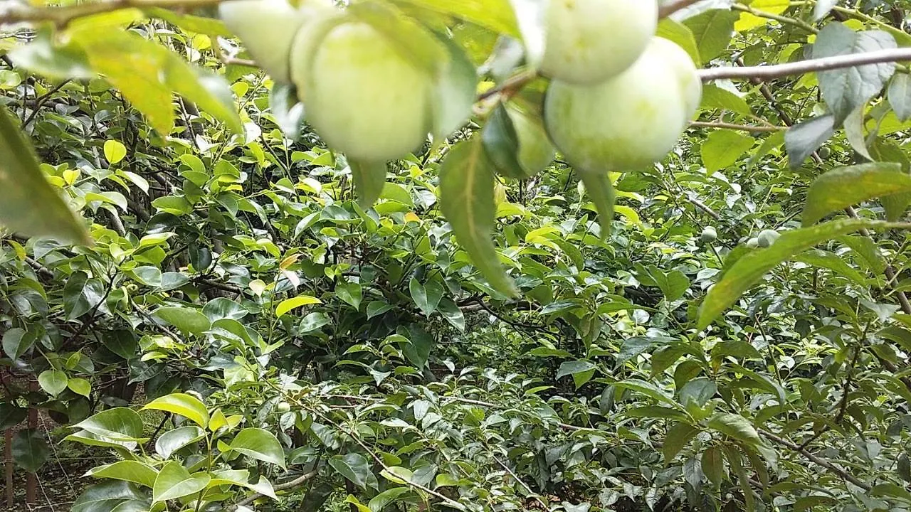 Kanthalloor Homestay Snow White Holiday Homes